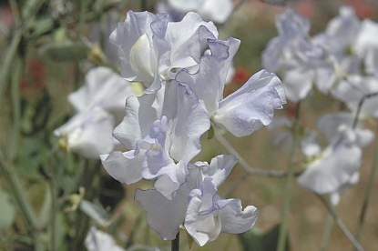 Picture of Sweet Pea Betty Maiden